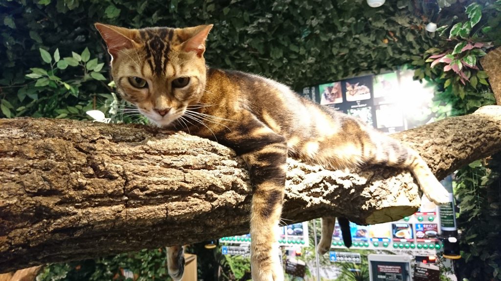 宮島にある猫カフェ、厳島ヒョウ猫の森へと行った！