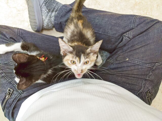 猫カフェに肩の上に乗ってきたがる子猫が居た！